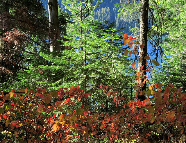 Lake through the trees