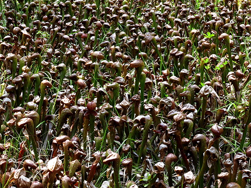 Road Trip – Darlingtonia Botanical Area – May 2015