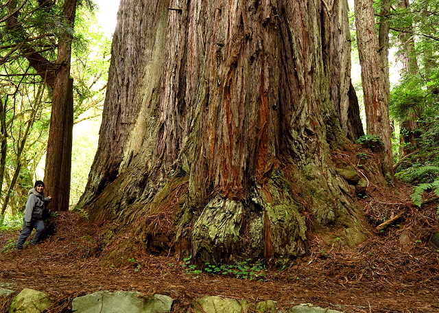 Road Trip – Walk in the Redwoods – May 2015