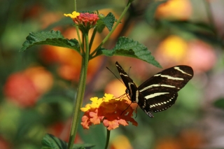Zebra Butterfly
