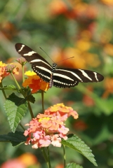 Zebra Butterfly
