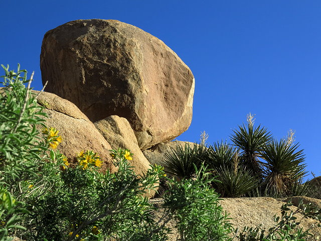 Winter Journey – Last Days at Joshua Tree NP – February 2017