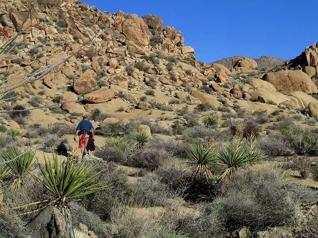 Winter Journey – Cottonwood Springs & Cholla Garden – February 2017