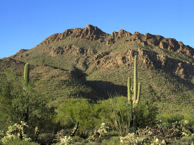 Winter Journey – Saguaro NP – March 2017