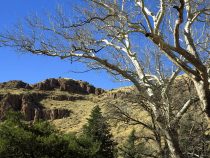 Chiricahua National Monument – Winter Journey – March 2018