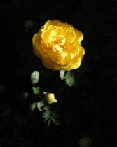 The Hidden Rose