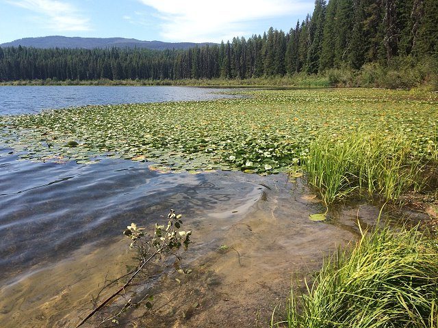 Lily pads along the lake shore