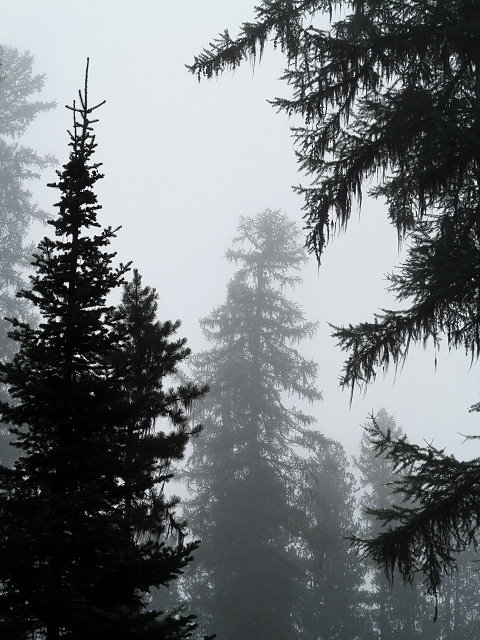 Trees in the mist