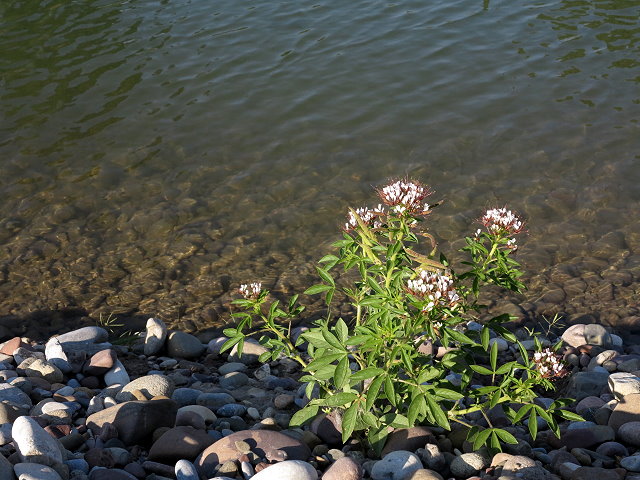 On the bank of the Sun River