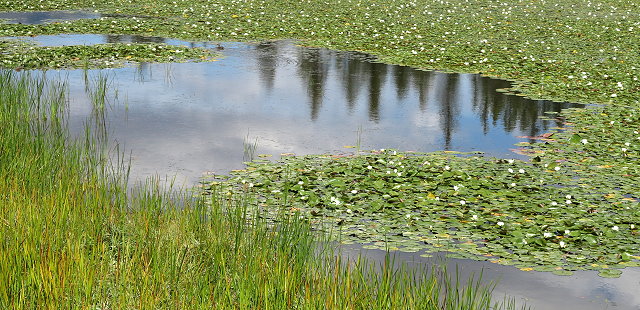 Lily pond on the shore of Seeley