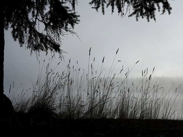 Mist on the lake