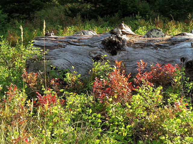 Autumn Colors