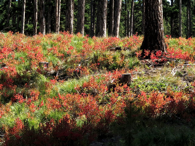 Autumn colors near Lake Alva