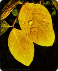 Loving the rain that makes everything so bright and fresh and clear!