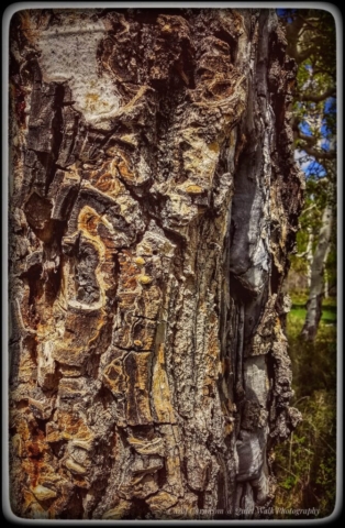 #highervibration Day 217 - Life is a mosaic, as this tree knows, not resisting but just doing its tree thing, day after day. Trees are good teachers.... Have you noticed?
