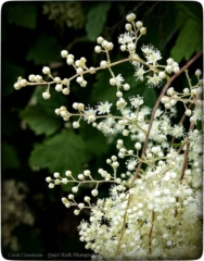 The smallest of things can radiate great beauty. I just need to pay attention.