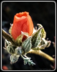 #highervibration Day 209 -The essence of this simple blossom is beyond the words I might utter.