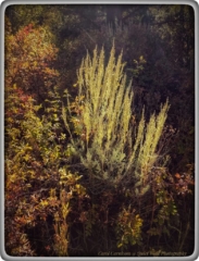 #highervibration Day 205 - Sometimes deserts look like jungles. What this means is that reality transcends the words that attempt to describe it and reality is much more fluid than the limits imposed by concepts.