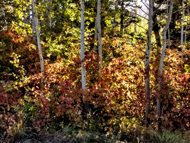 #highervibration Day 182 - The trees and the shrubs speak of their delight in being who they are in every season of their lives. Oh, how I love my wise teachers.