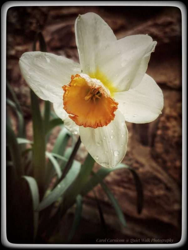 #highervibration Day 189 - The only blossom in the bed, a daffodil sings her sweet song day after day. She has survived cold nights and windy days, and still she sings. I would like to be more like this delightful flower.