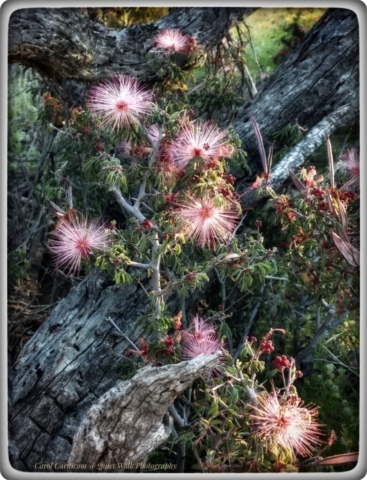 #highervibration Day 196 - Little pink puffs color the desert, secret treasures for those who saunter. I am so pleased to be privy to their delightful presence.