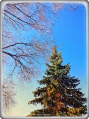 #highervibration Day 192 - The trees dance for joy at the rising of the sun and a great blue sky after many cloudy days.... and so do I!
