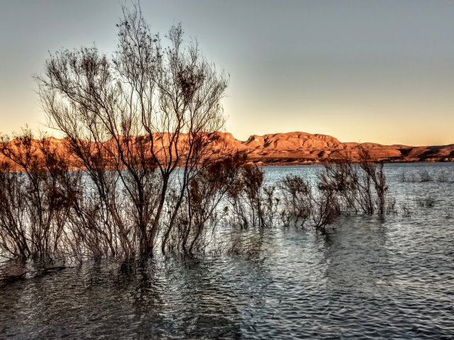 How about a little wading-in-water dance at sunset? The trees are dancing in the lake and they seem very happy!