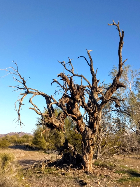 #highervibration Day 173 - Old and gnarly, her morning dance is very slow, but elegant and beautiful in its own way. The pace of the dance suits me this morning.