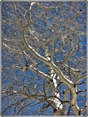 #highervibration Day 178 - No flowers here to sing a morning song, but the trees, still in winter nakedness, dance most joyfully.