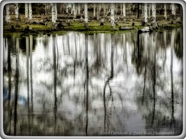 #highervibration Day 201 - It wasn't a "perfect" mirror image, as the wind insisted on being in the scene, ruffling the surface of the pond. But isn't that the way life is, the winds of circumstances blowing about us, ruffling a perceived notion of calm perfection. Isn't it better to embrace the perfection in a life lived with authenticity, ruffles and all?