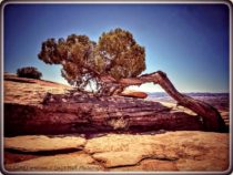 Abajo Picnic and Needles Overlook – April 2020