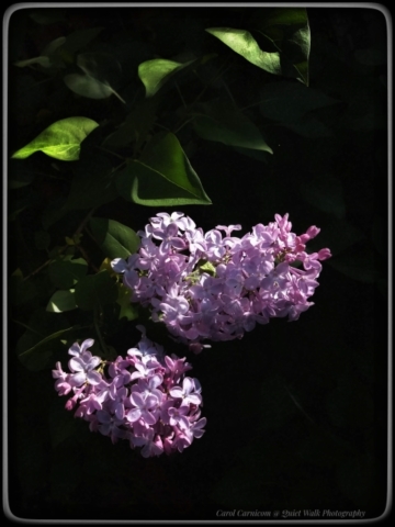 #highervibration Day 216 - I am quite pleased with the lilac sneaking through the fence and blooming on my side.