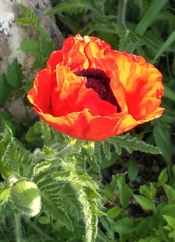 Day 223 #highervibration The first poppy blossom, red perfection backlit by the rising sun, as lovely as a stained-glass window, a joyful gift to start the day.