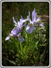 #highervibration Day 232 - Wild Iris, who can resist these resilient and delicate beauties who find strength in their togetherness.